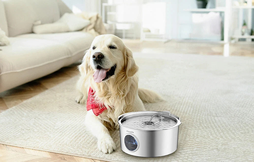 Can Dogs Drink Tap Water? The Surprising Truth About Your Pet's Water Safety